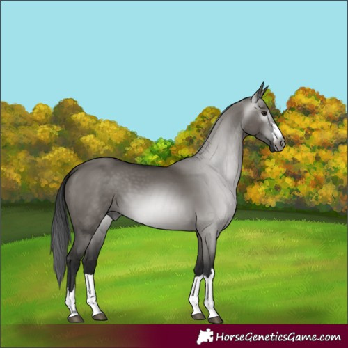 Horse Color:Gray Grullo 