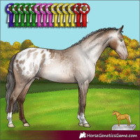 Horse Color:Gray Amber Champagne Appaloosa