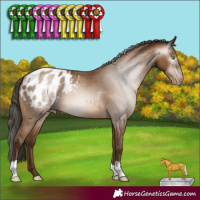 Horse Color:Gray Amber Champagne Appaloosa 