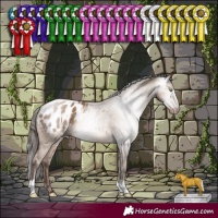 Horse Color:Gray Amber Champagne Appaloosa 