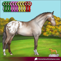 Horse Color:Gray Amber Champagne Appaloosa 