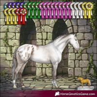 Horse Color:Gray Amber Champagne Appaloosa 