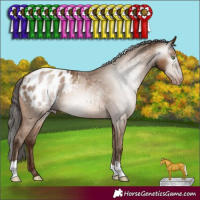 Horse Color:Gray Amber Champagne Appaloosa