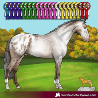 Horse Color:Gray Amber Champagne Appaloosa