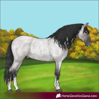 Horse Color:Grullo Roan Sabino Rabicano