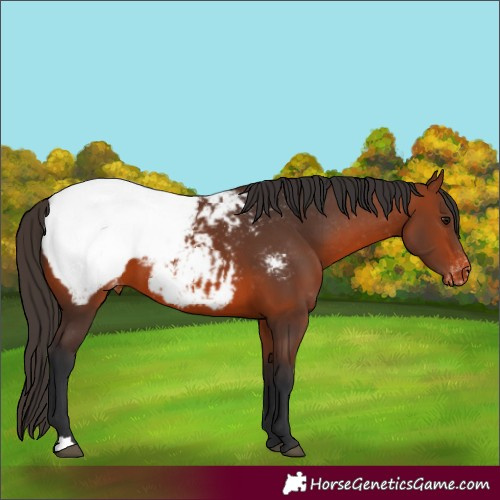 Horse Color:Bay Appaloosa 
