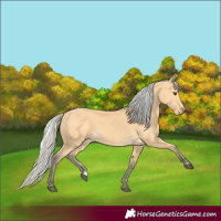 Horse Color:Silver Buckskin