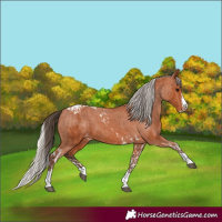 Horse Color:Bay Splash Tobiano Varnish and Silver Bay Splash Tobiano Varnish