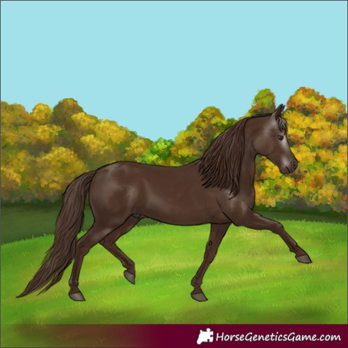 Horse Color:Gray Chestnut 