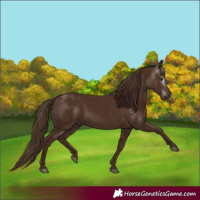 Horse Color:Gray Chestnut