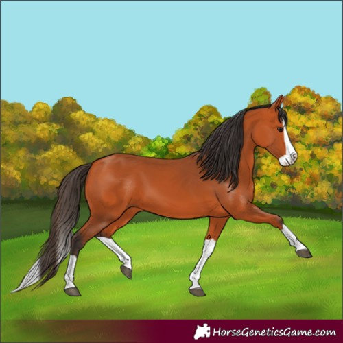 Horse Color:Bay Splash