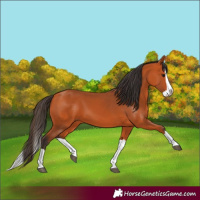 Horse Color:Bay Splash