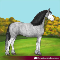 Horse Color:Blue Roan Splash 