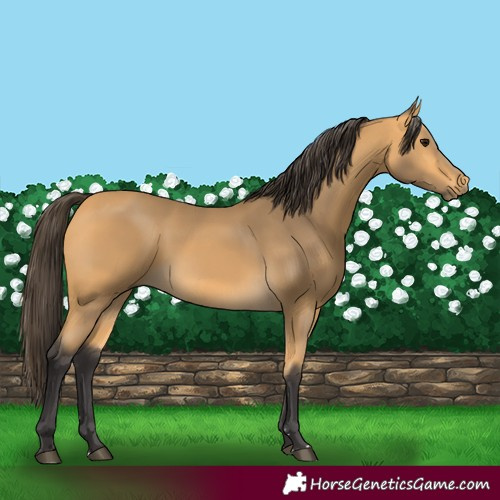 Horse Color:Buckskin 