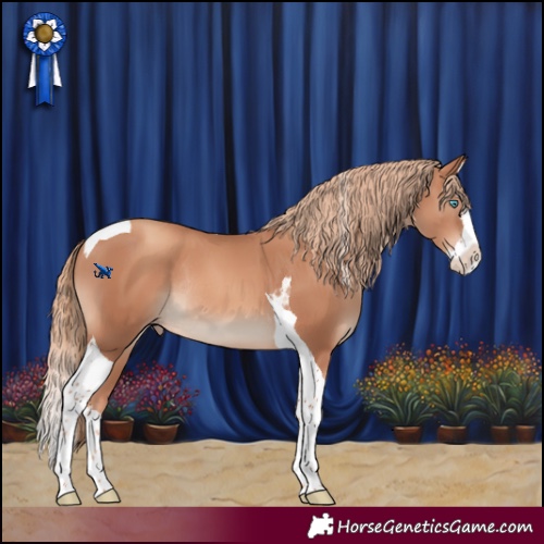 Horse Color:Gold Champagne Splash Tobiano Rabicano 