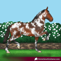 Horse Color:White Spotted Bay 