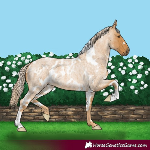 Horse Color:White Spotted Palomino Roan 