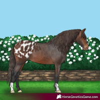 Horse Color:Brown Appaloosa 