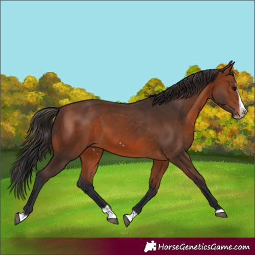Horse Color:Bay Splash Frame