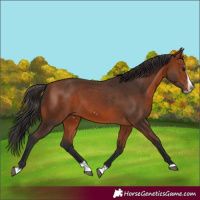 Horse Color:Bay Splash Frame 