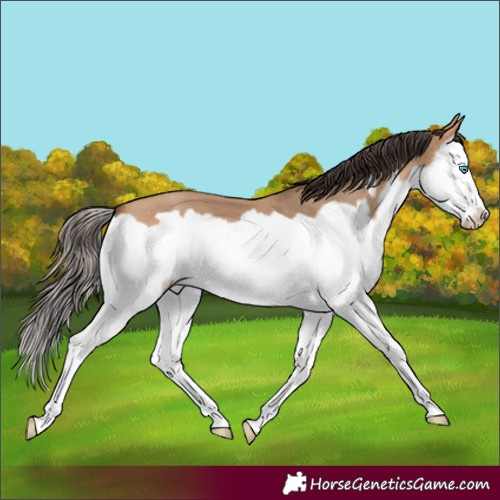 Horse Color:Amber Champagne Splash Frame