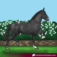 Horse Color:Black Appaloosa Rabicano 
