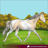 Horse Color:Gold Cream Champagne Splash Tobiano 