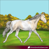 Horse Color:Gold Cream Champagne Splash Tobiano