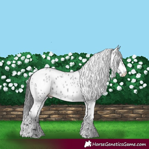 Horse Color:Blue Roan Leopard 