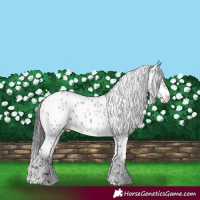 Horse Color:Blue Roan Leopard 
