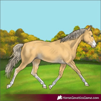 Horse Color:Gold Cream Champagne 
