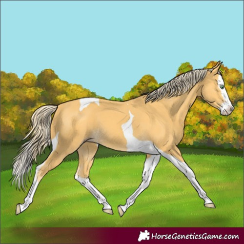 Horse Color:Gold Cream Champagne Splash Tobiano 