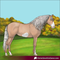 Horse Color:Silver Amber Champagne Frame