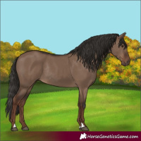 Horse Color:Liver Red Dun Rabicano 