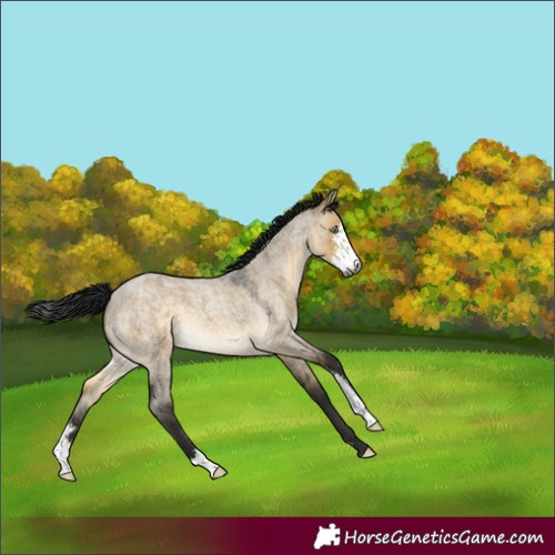Horse Color:Gray Buckskin Roan Dun Mushroom Sabino 