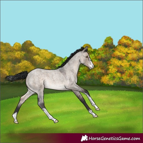 Horse Color:Brown Roan Dun Mushroom Sabino 