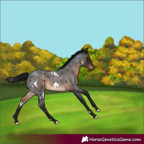 Horse Color:Gray White Spotted Brown Roan Mushroom 