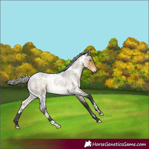 Horse Color:Gray White Spotted Silver Buckskin Roan Dun Mushroom 