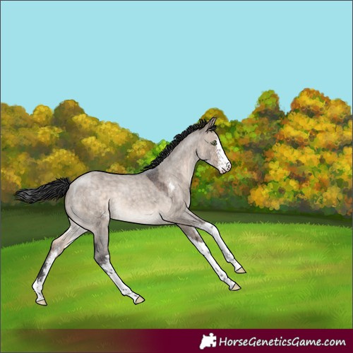 Horse Color:Brown Roan Dun Mushroom Sabino 