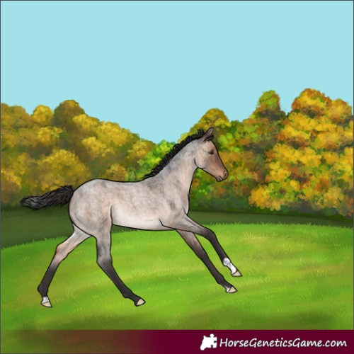 Horse Color:Brown Roan Dun 