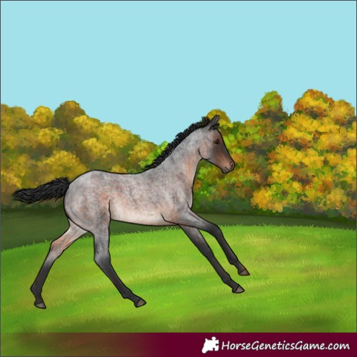 Horse Color:White Spotted Brown Roan 