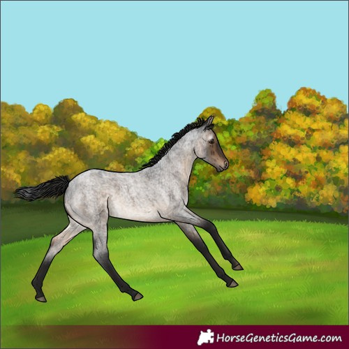Horse Color:Gray White Spotted Brown Roan Dun Brindle