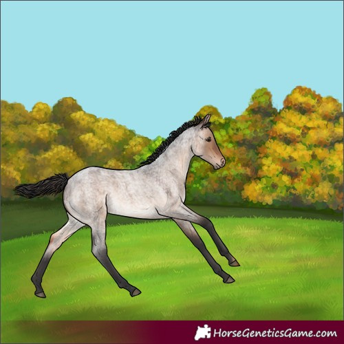 Horse Color:Brown Roan Dun 