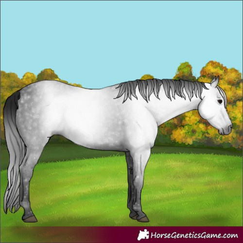 Horse Color:Gray Black 