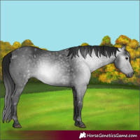 Horse Color:Gray Black 