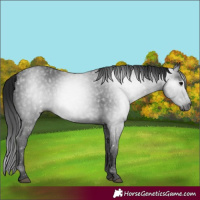 Horse Color:Gray Black