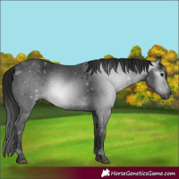 Horse Color:Gray Black