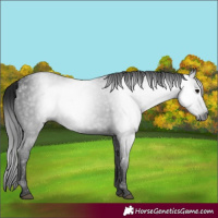 Horse Color:Gray Black 