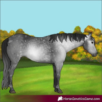 Horse Color:Gray Black 