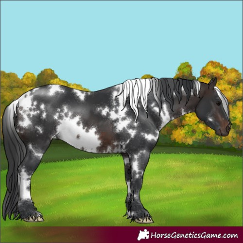 Horse Color:White Spotted Brown 